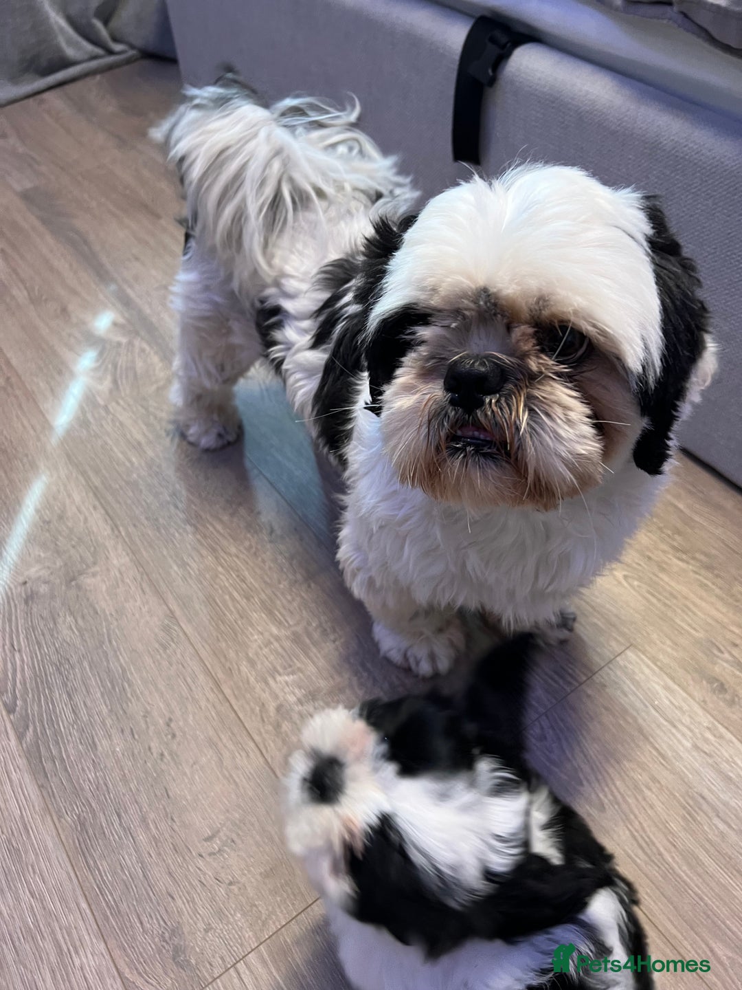 Shih Tzu dogs for sale: 4 adorable Shih Tzu for sale, 3 girls and 1 boy - Image 9