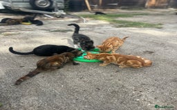 Mixed Breed cats for sale: Two litters of kittens available - Image 6