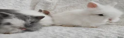 Lionhead rabbits for sale: Double mane lionhead rabbits seal point - Advert 4