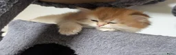 British Shorthair cats for sale: Fantastic boy and very nice girl  - Advert 22