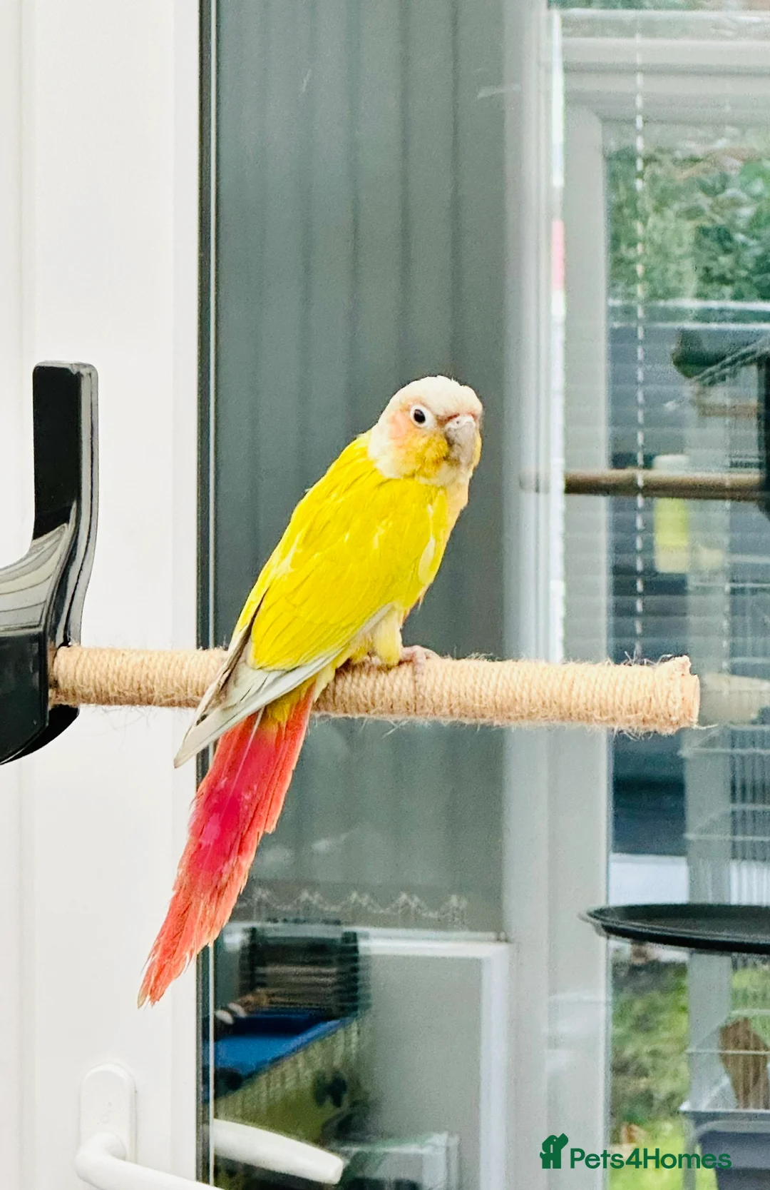 Conures birds for sale: RARE Colours Conures - Advert 10