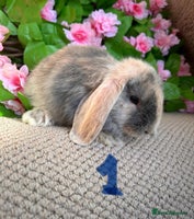 Mini Lop rabbits - Advert 14