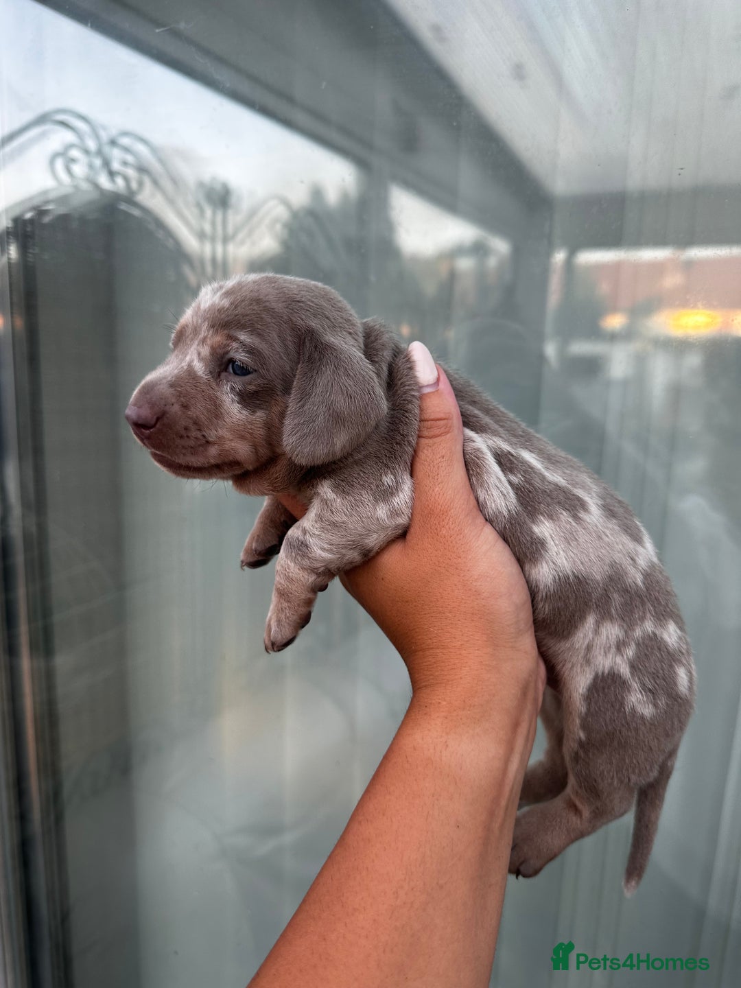 Miniature Dachshund dogs for sale: Isabella and tan dapple miniature dachshunds - Image 13
