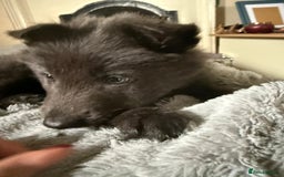 German Shepherd dogs for sale: 6 beautiful long haired German Shepards for sale! - Image 7
