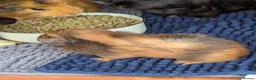 Guinea Pig rodents for sale: Very pretty baby guinea pigs ready July  - Advert 12