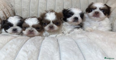 Shih Tzu dogs Imperial Shih Tzu Puppies  - Advert 4
