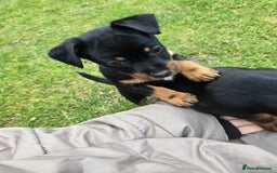 Patterjack dogs for sale: Patterjack - Image 2