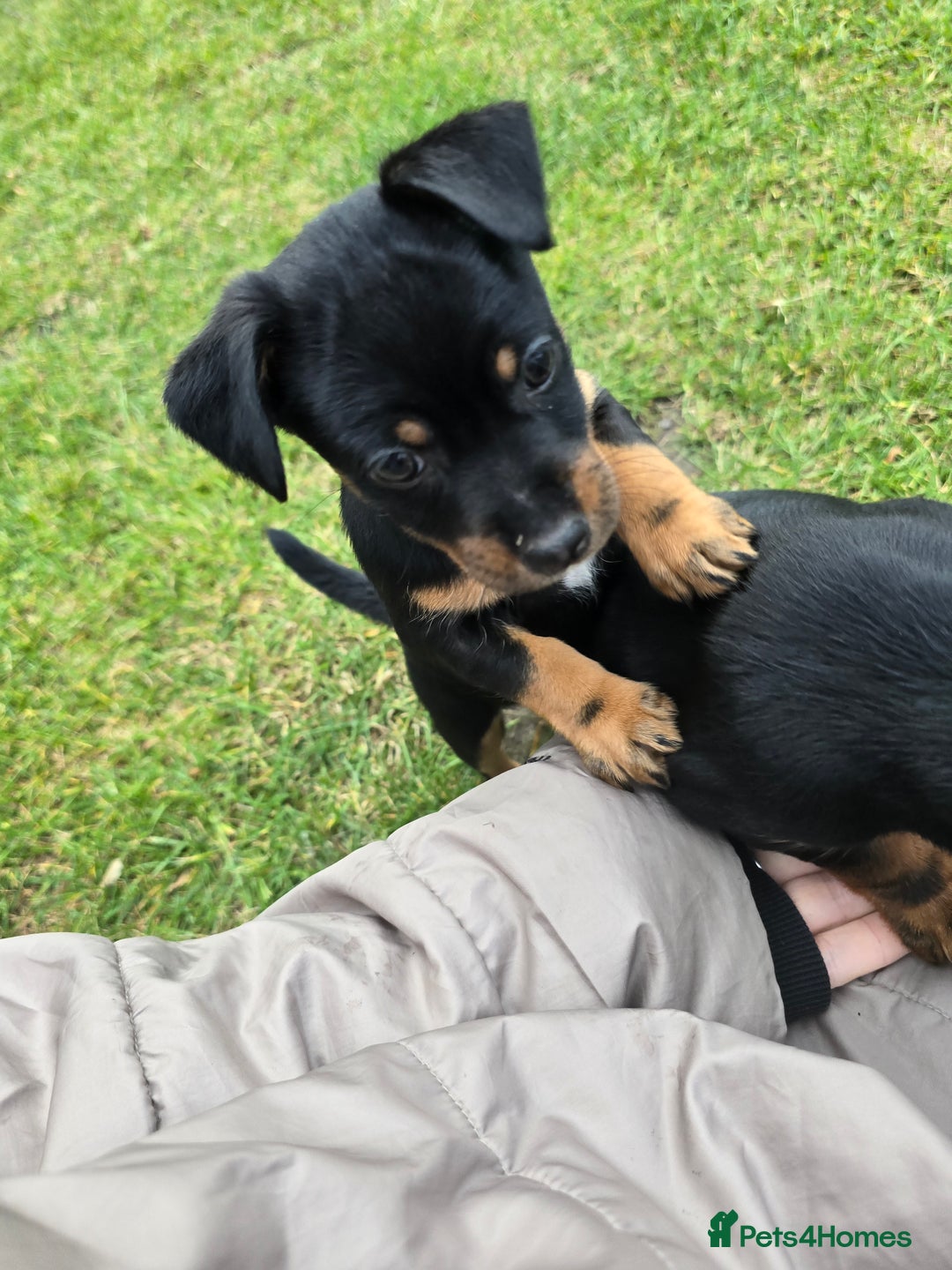 Patterjack dogs for sale: Patterjack - Image 2