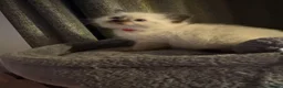 Ragdoll cats for sale: Fluffy seal point Ragdolls - Advert 4