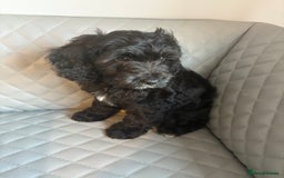 Cavapoo dogs for sale: Cavapoo pup - Image 4