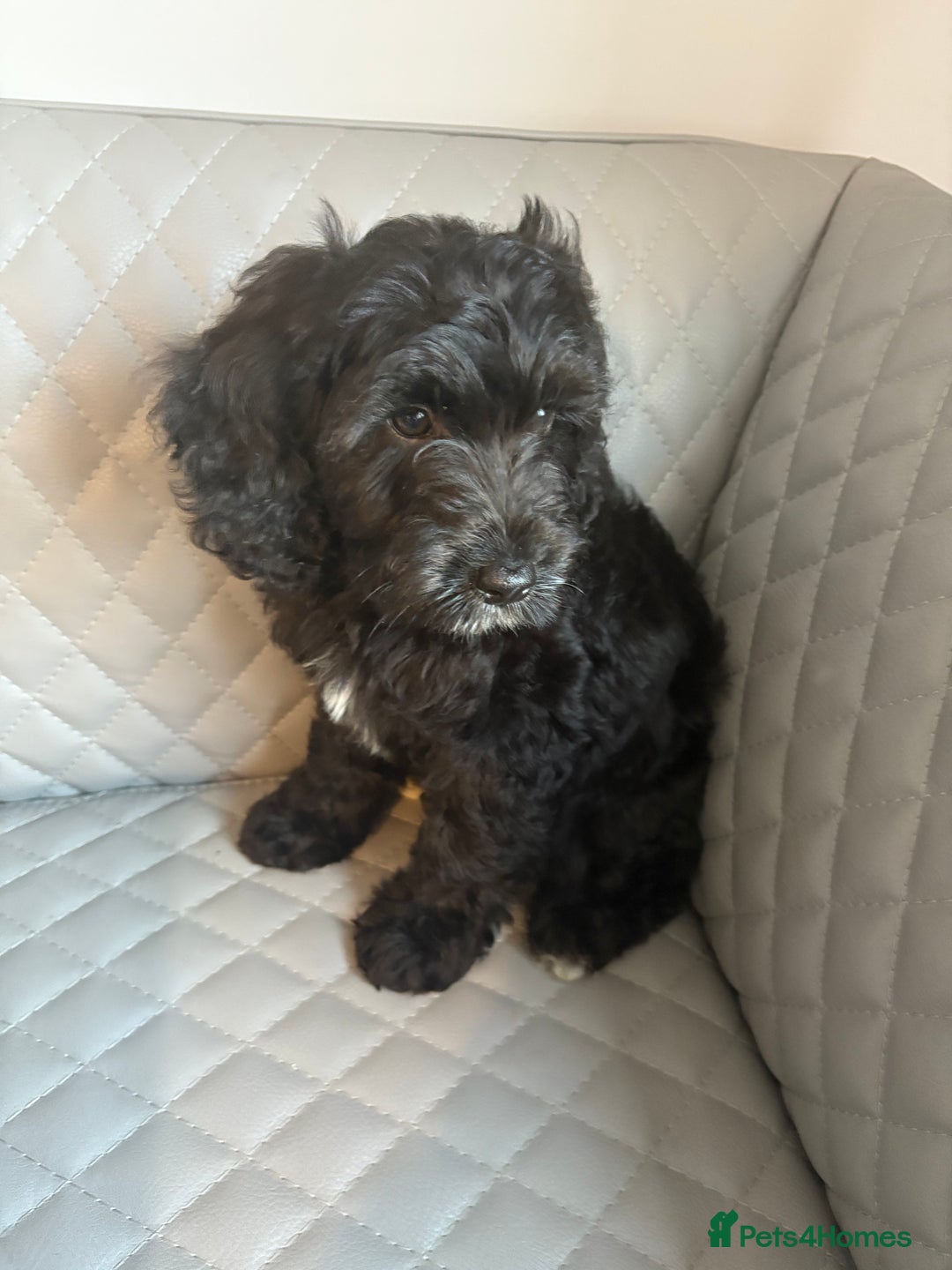 Cavapoo dogs for sale: Cavapoo pup - Image 4