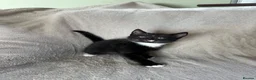 Mixed Breed cats for sale: Male Kittens  - Advert 7