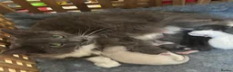 Ragdoll cats for sale: Mink ragdoll kittens  - Advert 7