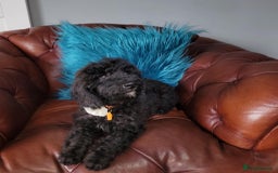 Poodle dogs for sale: Fully vaccinated chocolate girl ready now - Image 2