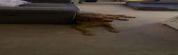 Labrador Retriever dogs for sale: 2.5 year old fox red lab.  in Leicester - Advert 3