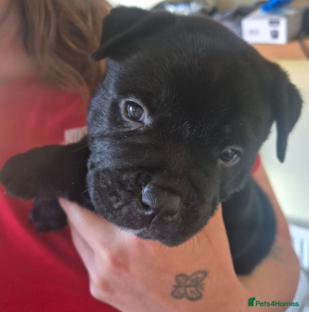 Mixed Breed dogs for sale: Pocket bully cross Chow Chow puppies for sale - Image 10