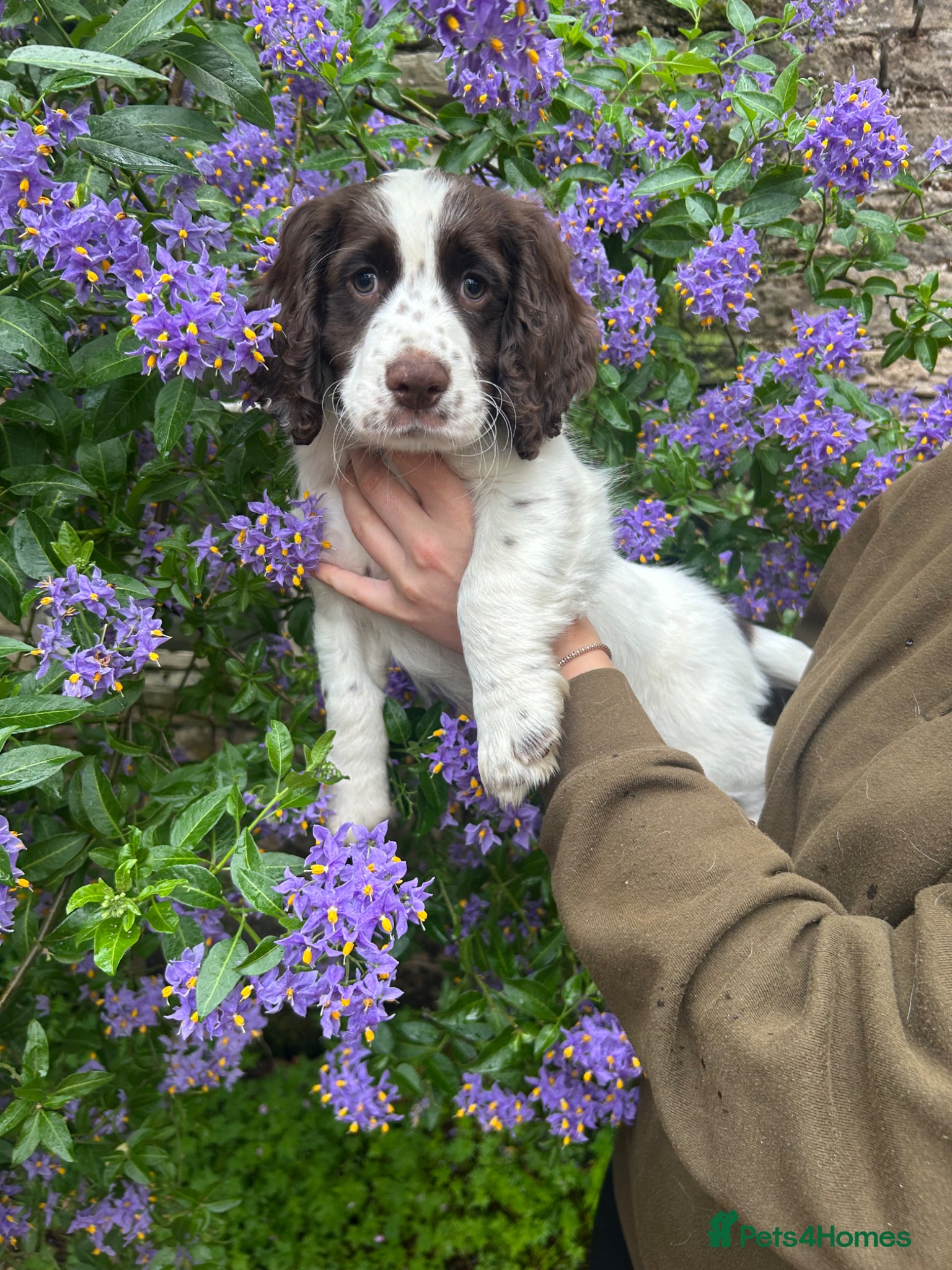 Cocker Spaniel dogs for sale: Working cocker spaniel  - Advert 3