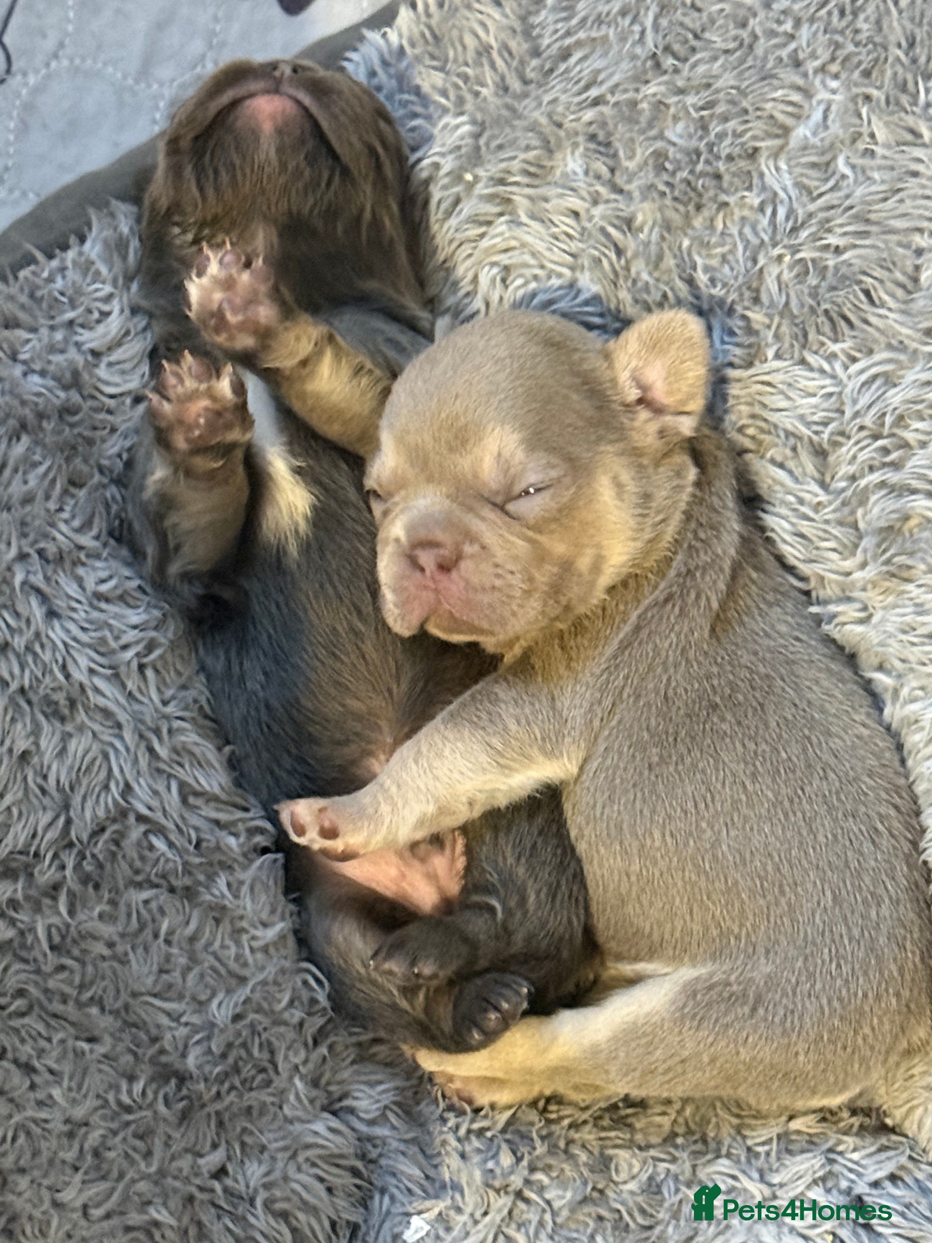 French Bulldog dogs ⭐️Gorgeous French Bulldog Puppies⭐️ - Advert 18