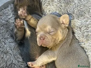 French Bulldog dogs ⭐️Gorgeous French Bulldog Puppies⭐️ - Advert 18