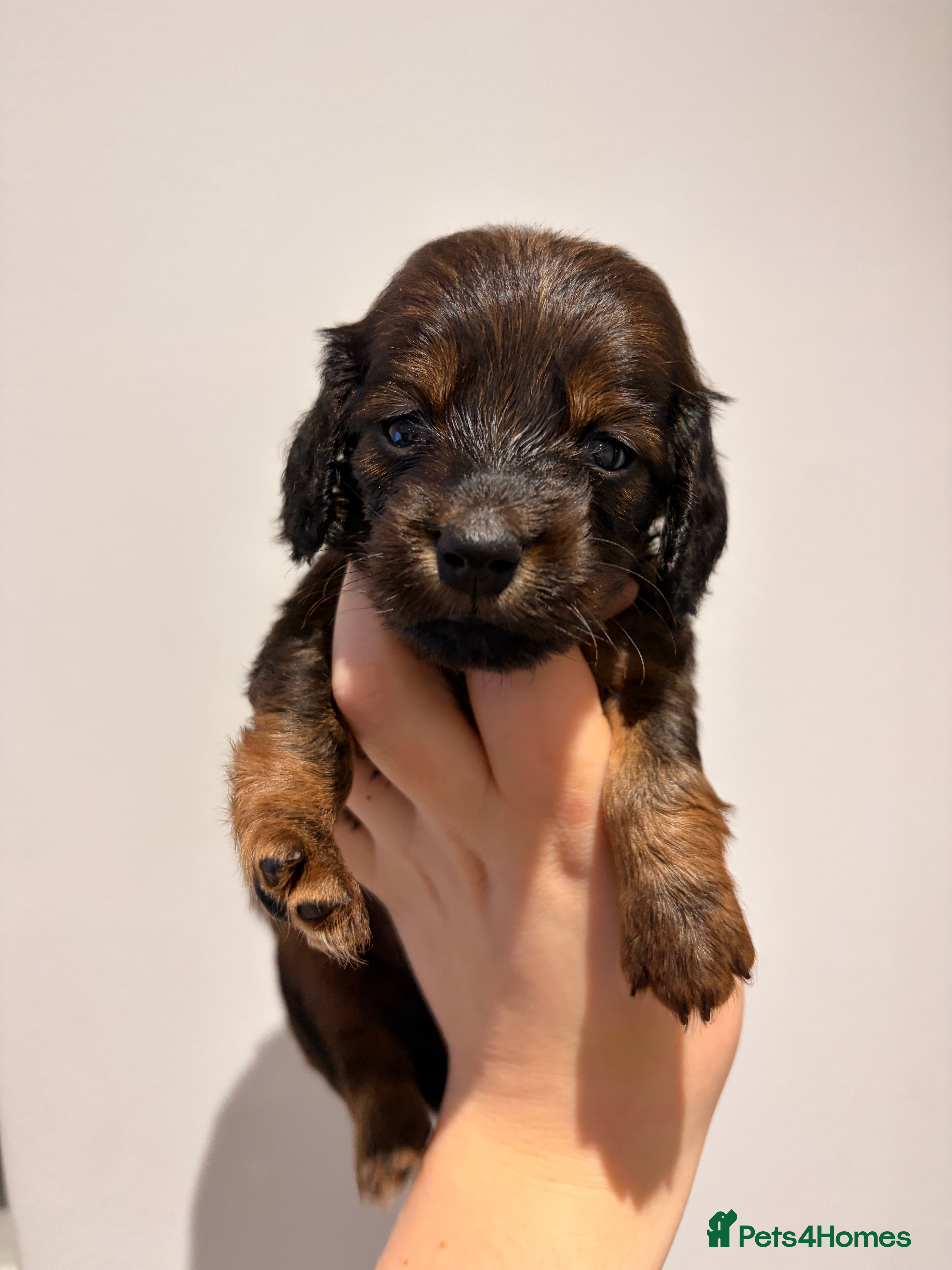 Miniature Dachshund dogs Quality Russian shaded red minis - Advert 5