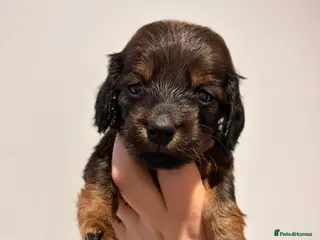 Miniature Dachshund dogs Quality Russian shaded red minis - Advert 5