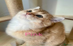 British Shorthair cats for sale: Golden BSH  - Image 2