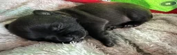 Staffordshire Bull Terrier dogs for sale: Gorgeous Brindle KC Pups  - Advert 9