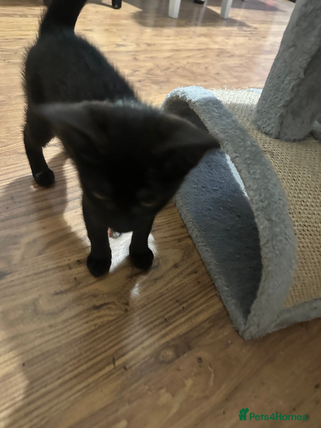Domestic Shorthair cats for sale: 2 beautiful female kittens  - Image 5
