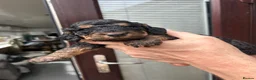Cockapoo dogs for sale: F2 Cockapoo pups in Burnley - Advert 17