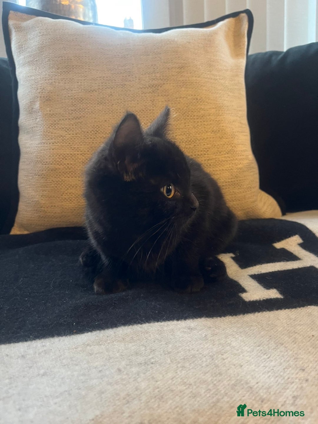 Bombay cats for sale: ragdoll mix (last of litter) 🐾 - Advert 3