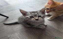 Maine Coon cats for sale: Stunning Maine Coon Kittens - Ready NOW -  - Image 9