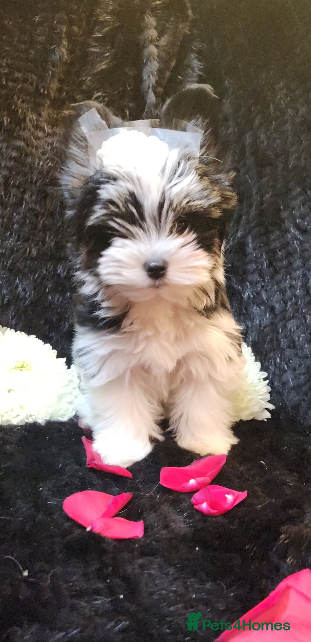 Yorkshire Terrier dogs for sale: Luxury Yorkshire Terrier Puppies/Home Raised/IHR   - Advert 1