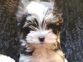 Yorkshire Terrier dogs Luxury Yorkshire Terrier Puppies/Home Raised/IHR - Advert 9