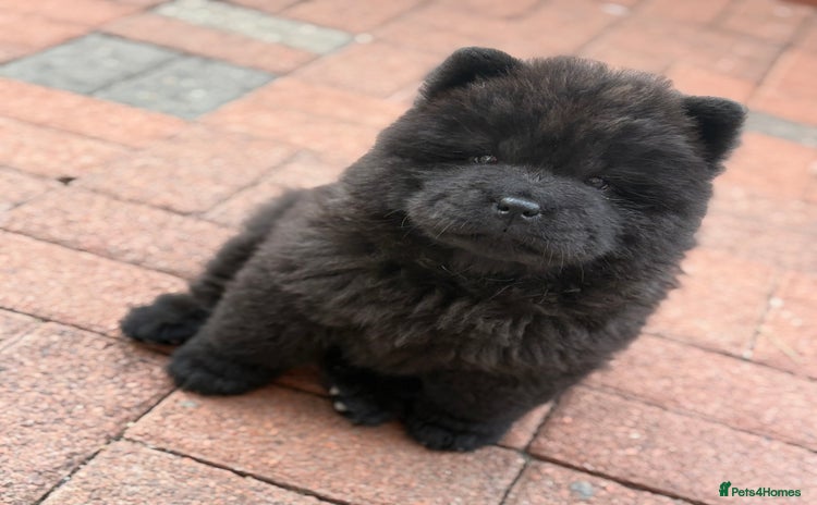 Chow Chow dogs - Advert 3