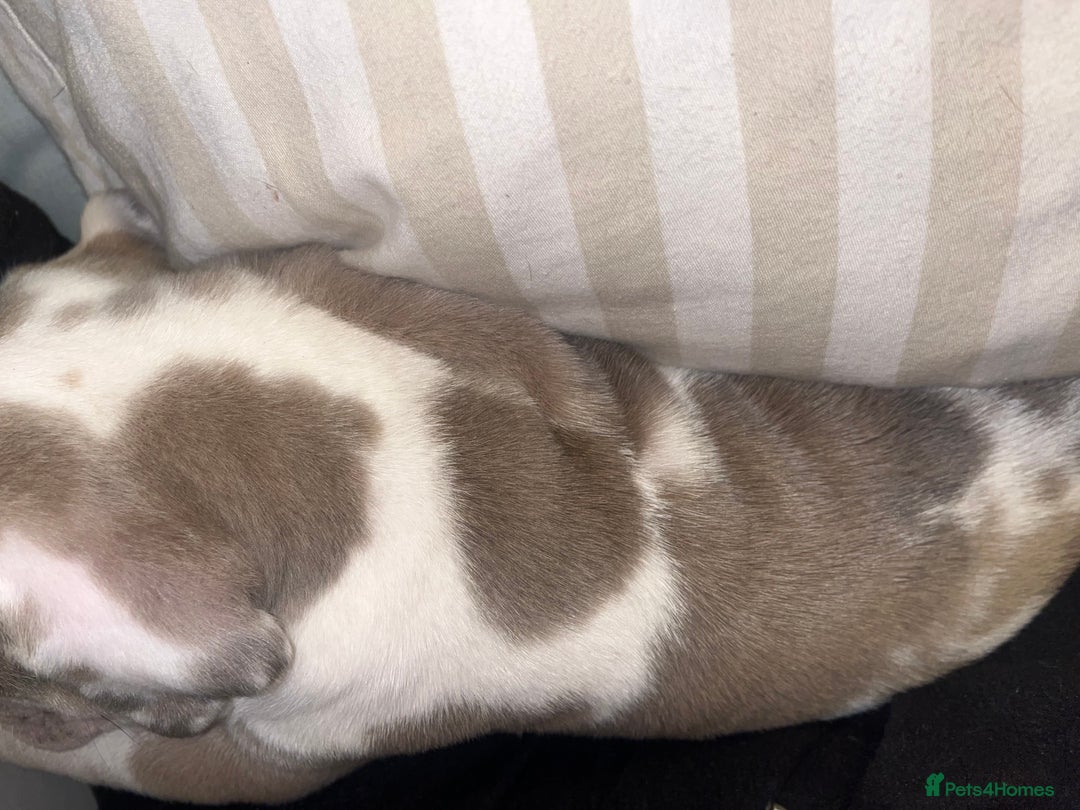 Mixed Breed dogs for sale: Beautiful sable (or blue) harlequin puppy  - Advert 7