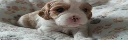 Cavalier King Charles Spaniel dogs for sale: King charles cavalier puppies - Advert 5