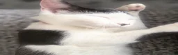 Mixed Breed cats for sale: Adorable Mix breed For sale  - Advert 5