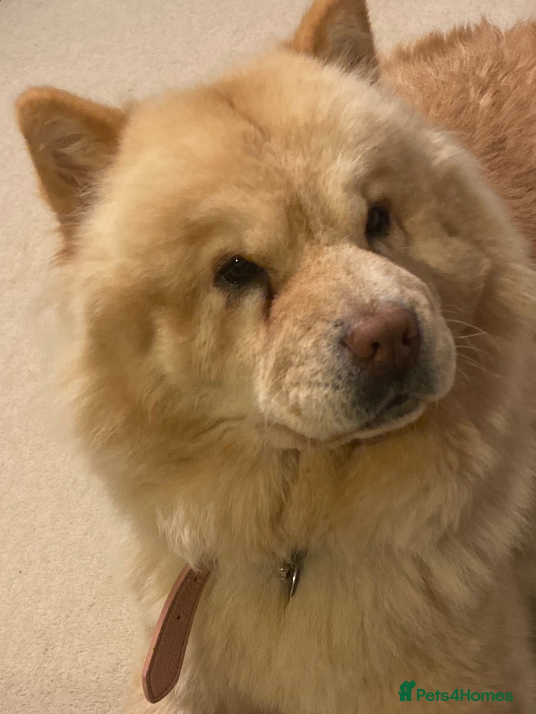 Mixed Breed dogs for sale: Darcy  - Advert 11