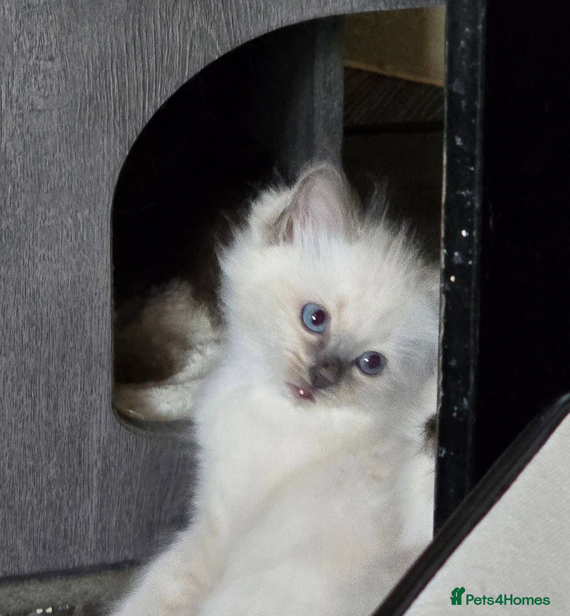 Ragdoll cats Ragdoll males for sale - Advert 2
