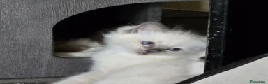 Ragdoll 1