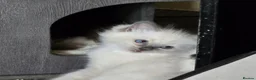 Ragdoll cats for sale: Ragdoll males for sale - Advert 2