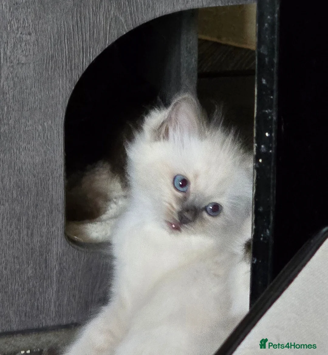 Ragdoll cats for sale: Ragdoll males for sale - Advert 2