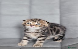 Scottish Fold cats for sale: Healthy and beautiful Scottish fold kittens - Image 21