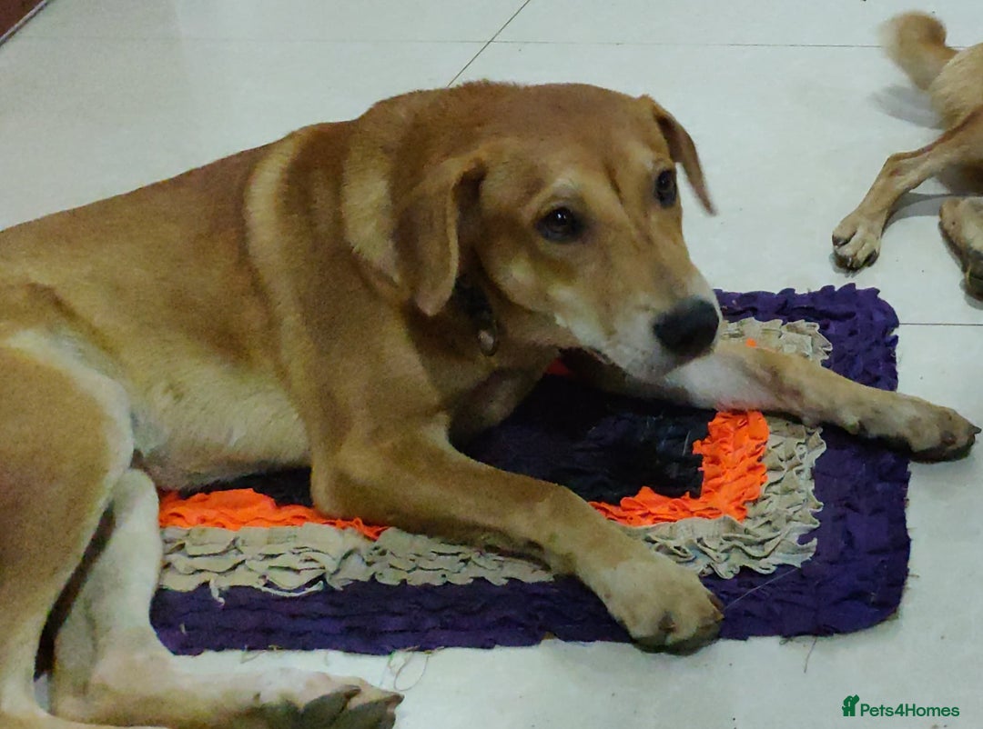 Mixed Breed dogs for sale: Looking for a loving home for one of our 2 Pups! - Image 4