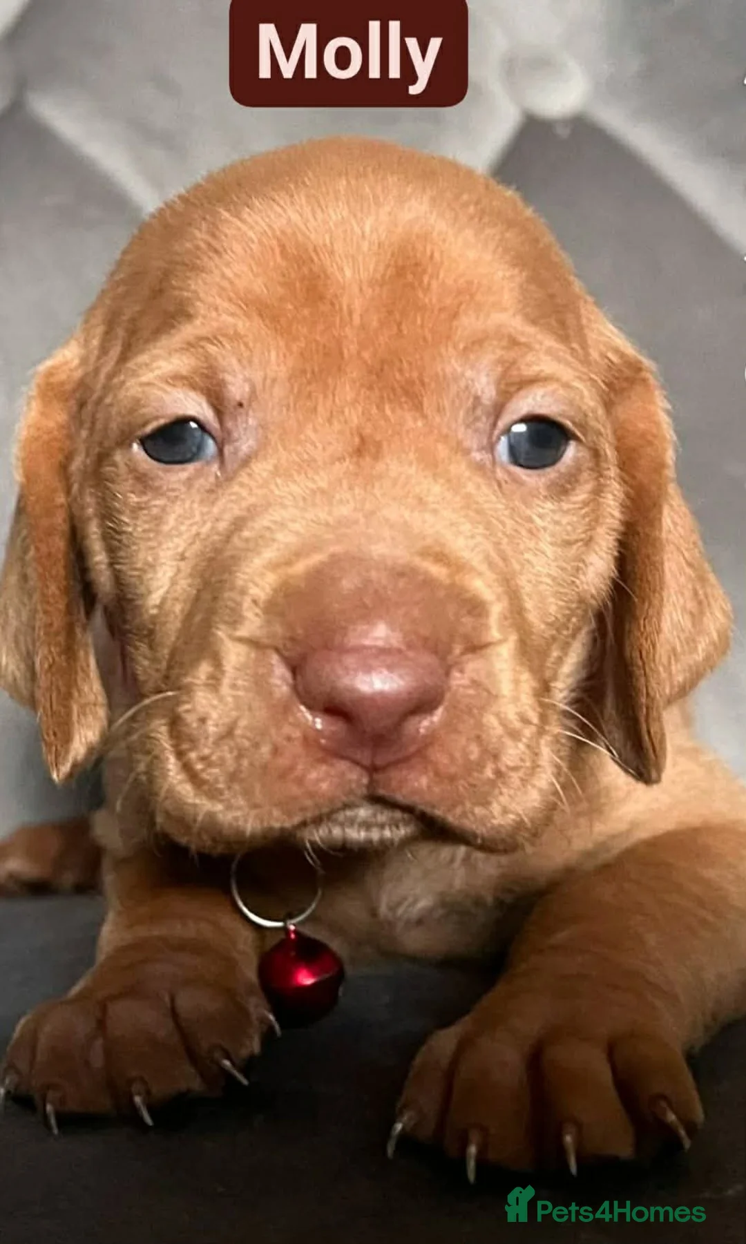 Hungarian Vizsla dogs for sale: Extra Ordinary Beautiful Hungarian Vizsla - Advert 27