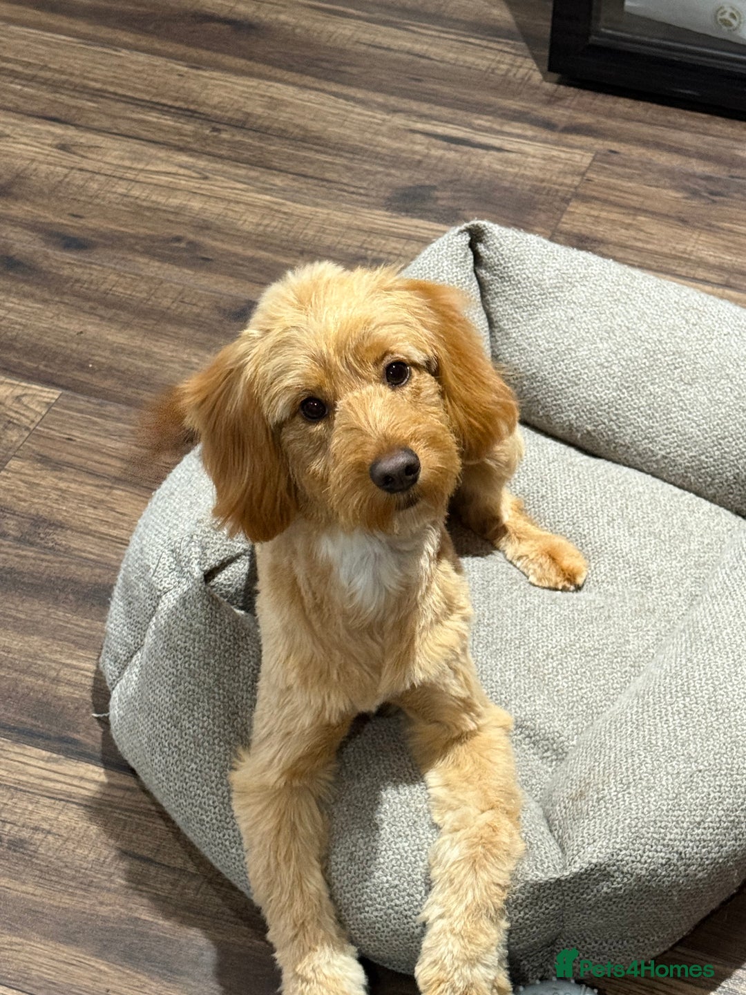 Cockapoo dogs for sale: 10-Month-Old F1B Cockapoo – Loving Home Wanted - Advert 4