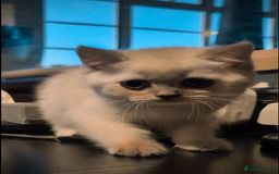 British Shorthair cats for sale: 💙❤️COLORPOINT 🐾BSH 🏆GCCF & TICA reg - Image 11