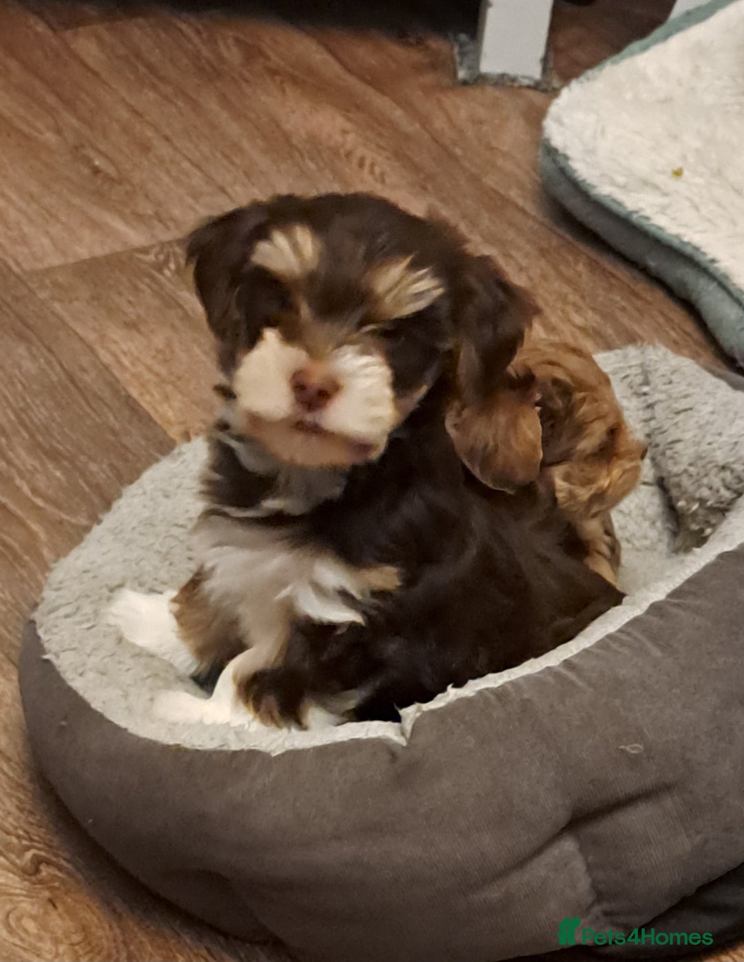 Yorkshire Terrier dogs for sale: 1 Boy & 3 Girls with Unique Coats - Advert 9