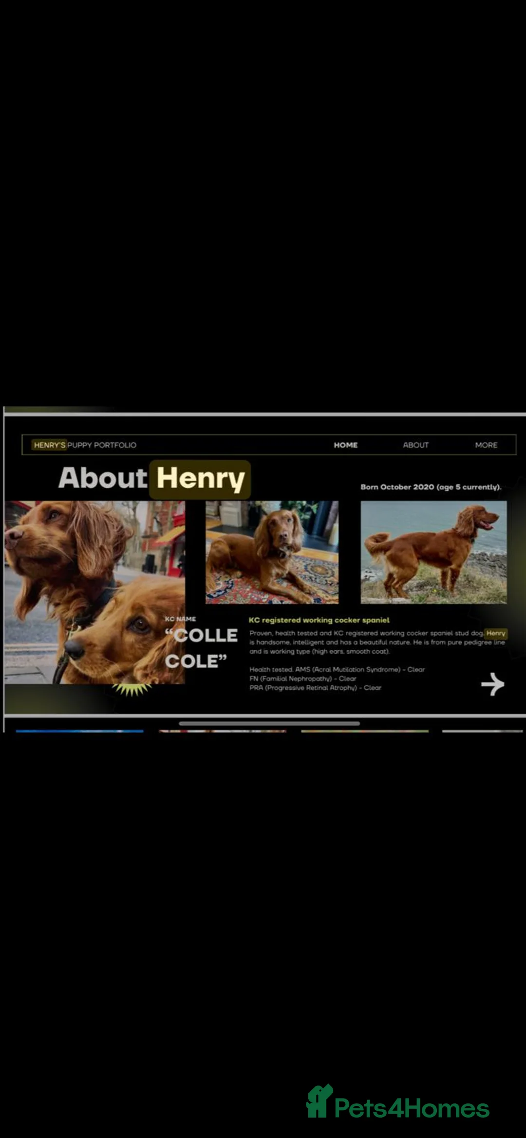 Cocker Spaniel dogs for sale: Working cocker spaniel puppies  - Advert 6