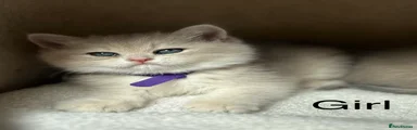 British Shorthair Kitten 2